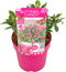 Plant in a Box - Buddleja Candy Little Ruby - Buddleja davidii - Vlinderstruik Winterhard - Rode Bloemen - Pot 19cm - Hoogte 30-40cm