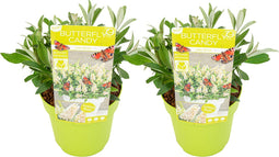 Plant in a Box - Buddleja Candy Little White - Buddleja davidii - Vlinderstruik Winterhard - Witte Bloemen - Pot 19cm - Hoogte 30-40cm