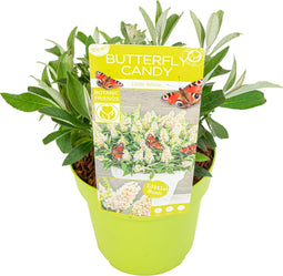 Plant in a Box - Buddleja Candy Little White - Buddleja davidii - Vlinderstruik Winterhard - Witte Bloemen - Pot 19cm - Hoogte 30-40cm