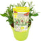 Plant in a Box - Buddleja Candy Little White - Buddleja davidii - Vlinderstruik Winterhard - Witte Bloemen - Pot 19cm - Hoogte 30-40cm