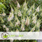 Plant in a Box - Buddleja Candy Little White - Buddleja davidii - Vlinderstruik Winterhard - Witte Bloemen - Pot 19cm - Hoogte 30-40cm