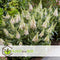 Plant in a Box - Buddleja Candy Little White - Buddleja davidii - Vlinderstruik Winterhard - Witte Bloemen - Pot 19cm - Hoogte 30-40cm