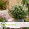 Plant in a Box - Buddleja Candy Little White - Buddleja davidii - Vlinderstruik Winterhard - Witte Bloemen - Pot 19cm - Hoogte 30-40cm