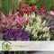 Plant in a Box - Buddleja Candy Little White - Buddleja davidii - Vlinderstruik Winterhard - Witte Bloemen - Pot 19cm - Hoogte 30-40cm