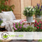 Plant in a Box - Buddleja Candy Little White - Buddleja davidii - Vlinderstruik Winterhard - Witte Bloemen - Pot 19cm - Hoogte 30-40cm