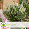Plant in a Box - Buddleja Candy Little White - Buddleja davidii - Vlinderstruik Winterhard - Witte Bloemen - Pot 19cm - Hoogte 30-40cm