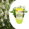 Plant in a Box - Buddleja Candy Little White - Buddleja davidii - Vlinderstruik Winterhard - Witte Bloemen - Pot 19cm - Hoogte 30-40cm