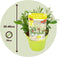Plant in a Box - Buddleja Candy Little White - Buddleja davidii - Vlinderstruik Winterhard - Witte Bloemen - Pot 19cm - Hoogte 30-40cm