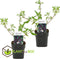 Plant in a Box - Buddleja davidii 'Black Knight' - Set van 2 - pot 17cm - Hoogte 30-40cm - zomerlila - vlinderstruik