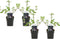 Plant in a Box - Buddleja davidii 'Black Knight' - Set van 4 - pot 17cm - Hoogte 30-40cm - zomerlila - vlinderstruik