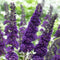 Plant in a Box - Buddleja davidii 'Black Knight' - Set van 4 - pot 17cm - Hoogte 30-40cm - zomerlila - vlinderstruik