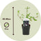 Plant in a Box - Buddleja davidii 'Black Knight' - Set van 4 - pot 17cm - Hoogte 30-40cm - zomerlila - vlinderstruik