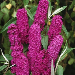 Plant in a Box - Buddleja davidii 'Royal Red' - Set van 2 - vlinderstruik - pot 17cm - Hoogte 30-40cm - tuinplanten - winterhard