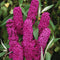Plant in a Box - Buddleja davidii 'Royal Red' - Set van 2 - vlinderstruik - pot 17cm - Hoogte 30-40cm - tuinplanten - winterhard