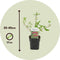 Plant in a Box - Buddleja davidii 'Royal Red' - Set van 2 - vlinderstruik - pot 17cm - Hoogte 30-40cm - tuinplanten - winterhard