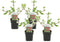 Plant in a Box - Buddleja davidii 'Royal Red' - Set van 4 - vlinderstruik - pot 17cm - Hoogte 30-40cm - tuinplanten - winterhard