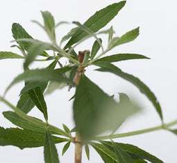Plant in a Box - Buddleja Paars - Vlinderlila Winterhard - Zomerlila - Vlinderstruik - Pot 9cm - Hoogte 25-40cm