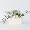 Plant in a Box - Buddleja Paars - Vlinderlila Winterhard - Zomerlila - Vlinderstruik - Pot 9cm - Hoogte 25-40cm