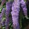 Plant in a Box - Buddleja Paars - Vlinderlila Winterhard - Zomerlila - Vlinderstruik - Pot 9cm - Hoogte 25-40cm
