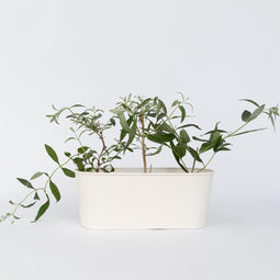 Plant in a Box - Buddleja Rosa - Vlinderstruik Winterhard voor in de Tuin - Pot 9cm - Hoogte 25-40cm