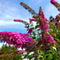 Plant in a Box - Buddleja Rosa - Vlinderstruik Winterhard voor in de Tuin - Pot 9cm - Hoogte 25-40cm
