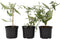Plant in a Box - Buddleja Rosa - Vlinderstruik Winterhard voor in de Tuin - Pot 9cm - Hoogte 25-40cm