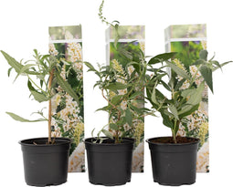Plant in a Box - Buddleja Wit - Vlinderstruik Winterhard voor in de tuin - Pot 9cm - Hoogte 25-40cm