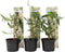 Plant in a Box - Buddleja Wit - Vlinderstruik Winterhard voor in de tuin - Pot 9cm - Hoogte 25-40cm