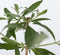 Plant in a Box - Buddleja Wit - Vlinderstruik Winterhard voor in de tuin - Pot 9cm - Hoogte 25-40cm