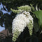 Plant in a Box - Buddleja Wit - Vlinderstruik Winterhard voor in de tuin - Pot 9cm - Hoogte 25-40cm
