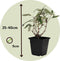 Plant in a Box - Buddleja Wit - Vlinderstruik Winterhard voor in de tuin - Pot 9cm - Hoogte 25-40cm