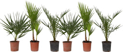 Plant in a Box - Buiten Palmbomen Mix - Mix van 3 planten - Pot 15cm - Hoogte 50-70cm