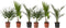 Plant in a Box - Buiten Palmbomen Mix - Mix van 3 planten - Pot 15cm - Hoogte 50-70cm