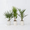Plant in a Box - Buiten Palmbomen Mix - Mix van 3 planten - Pot 15cm - Hoogte 50-70cm