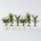 Plant in a Box - Buiten Palmbomen Mix - Mix van 3 planten - Pot 15cm - Hoogte 50-70cm