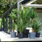 Plant in a Box - Buiten Palmbomen Mix - Mix van 3 planten - Pot 15cm - Hoogte 50-70cm