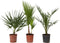 Plant in a Box - Buiten Palmbomen Mix - Mix van 3 planten - Pot 15cm - Hoogte 50-70cm