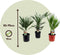 Plant in a Box - Buiten Palmbomen Mix - Mix van 3 planten - Pot 15cm - Hoogte 50-70cm