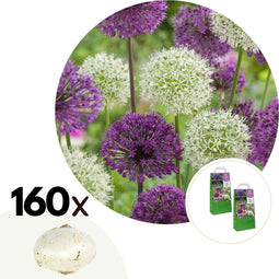 Plant in a Box - Bulb Garden Allium - 160x Bollen - 5 Variëteiten - Sierui - Bloembollen voor Tuin, Terras of Balkon