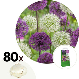 Plant in a Box - Bulb Garden Allium - 80x Bollen - 5 Variëteiten - Sierui - Bloembollen voor Tuin, Terras of Balkon