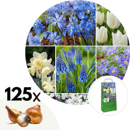 Plant in a Box - Bulb Garden Blue - 125x Bloembollen - Narcis, Scilla, Allium, Anemoon, Hyacint en Tulp - Bloembollen voor Tuin, Terras of Balkon