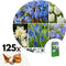 Plant in a Box - Bulb Garden Blue - 125x Bloembollen - Narcis, Scilla, Allium, Anemoon, Hyacint en Tulp - Bloembollen voor Tuin, Terras of Balkon
