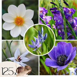 Plant in a Box - Bulb Garden Blue - Bollenmix - 125 stuks - Mix van verschillende bollen - Dahlia's, Gladiolen, Freesia, Oxalis - Plant uw zomertuin in het voorjaar!