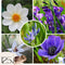 Plant in a Box - Bulb Garden Blue - Bollenmix - 125 stuks - Mix van verschillende bollen - Dahlia's, Gladiolen, Freesia, Oxalis - Plant uw zomertuin in het voorjaar!
