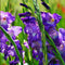 Plant in a Box - Bulb Garden Blue - Bollenmix - 125 stuks - Mix van verschillende bollen - Dahlia's, Gladiolen, Freesia, Oxalis - Plant uw zomertuin in het voorjaar!