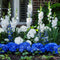 Plant in a Box - Bulb Garden Blue - Bollenmix - 125 stuks - Mix van verschillende bollen - Dahlia's, Gladiolen, Freesia, Oxalis - Plant uw zomertuin in het voorjaar!