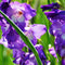 Plant in a Box - Bulb Garden Blue - Bollenmix - 125 stuks - Mix van verschillende bollen - Dahlia's, Gladiolen, Freesia, Oxalis - Plant uw zomertuin in het voorjaar!