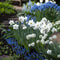 Plant in a Box - Bulb Garden Blue - Bollenmix - 125 stuks - Mix van verschillende bollen - Dahlia's, Gladiolen, Freesia, Oxalis - Plant uw zomertuin in het voorjaar!
