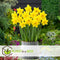 Plant in a Box - Bulb Garden Colourful - Bloembollen x125 - Vrolijke Bloembollenmix - Tulp - Anemoon - Allium - Muscari