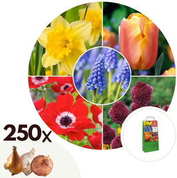 Plant in a Box - Bulb Garden Colourful - Bloembollen x250 - Vrolijke Bloembollenmix - Tulp - Anemoon - Allium - Muscari